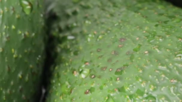 Εξωτικά Φρούτα Αβοκάντο Στην Εποχή — Αρχείο Βίντεο