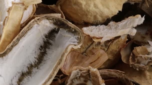 Peau de cacahuètes américaines 