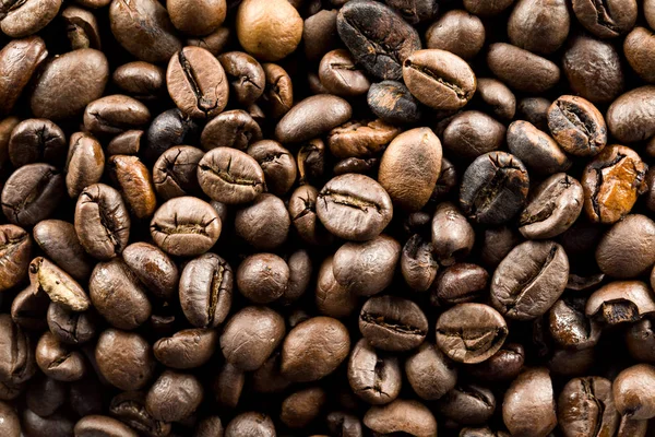 Brasilien Kaffe Bio Frön Stockbild