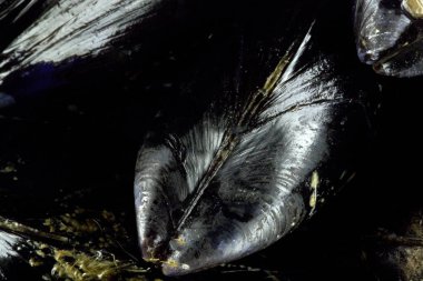 taze lezzetli midye biyo