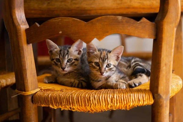 Cute Kittens Brother Sister Sat Old Chair — Stock Photo, Image