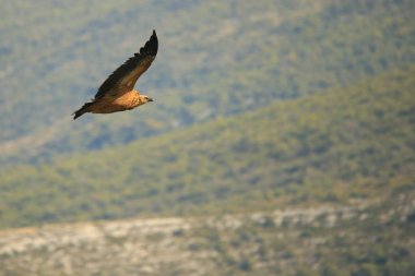 Griffon Vulure, Fransa 'nın Provence bölgesindeki Gorges du Verdon' da uçuyor. Avrupa 'nın en büyük kuşunun güzel net görüntüleri..