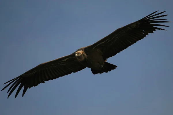 Griffon Vulure flying in the Gorges du Verdon, Provence, France.  Beautiful clear images of the biggest bird in Europe.
