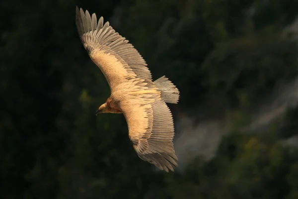 Griffon Vulure Vola Nelle Gorges Verdon Provenza Francia Belle Immagini — Foto Stock