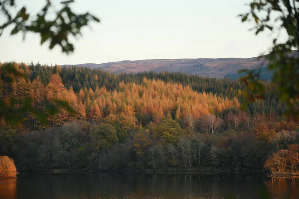 아름다운 자연의 이루는 나무들 사이를 거니는 스코틀랜드 — 스톡 사진