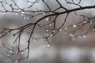 Su damlalı ağaç dalı