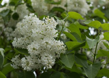 Yeşil yapraklı beyaz leylak çalısı.
