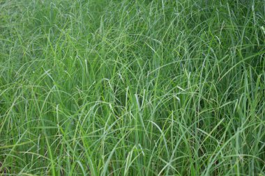 Taze yeşil çimenler, yakın plan,