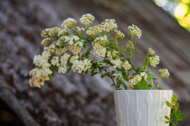 Bahçedeki beyaz vazoda beyaz spirea dalları