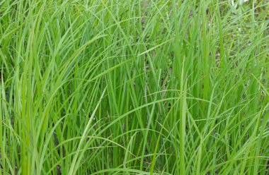 Taze yeşil çimenler, yakın plan,