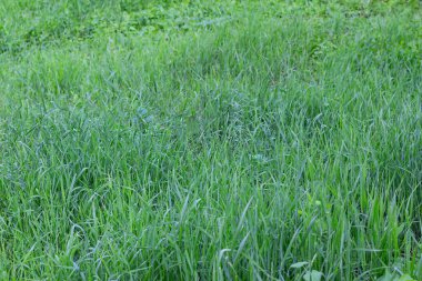 Yeşil Çimen Arkaplanı