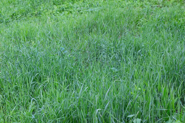 Yeşil Çimen Arkaplanı