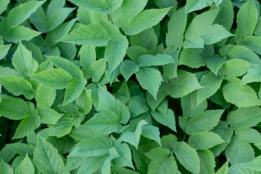 Taze yeşil yeşillik yakın plan, arka plan