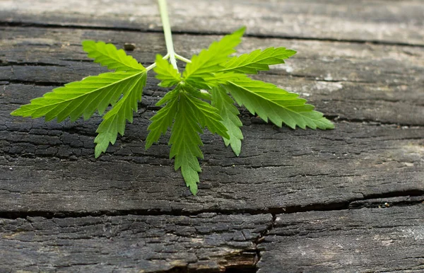 Foglie di cannabis primo piano — Foto Stock