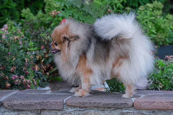 Cão no jardim — Fotografia de Stock