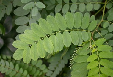 Yaz arkaplanı, taze yeşil yeşillik yakın plan koyu arka plan