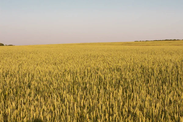  Tarım. Mavi gökyüzüne karşı tahıl tarlası