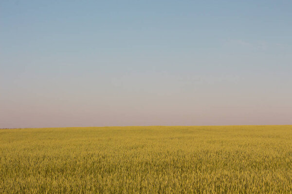 Agriculture. A field of cereals against the background of a clear blue sky with pink hues. Wheat, rye