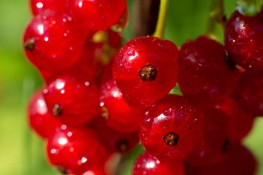  Frenk üzümünü yakından çek.