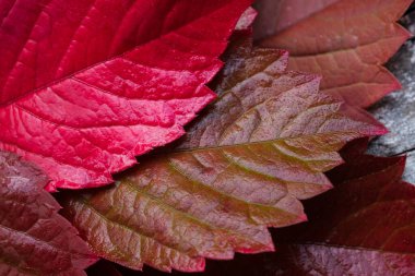  Burgundy üzüm yaprakları makro 