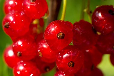  Olgun kırmızı frenk üzümü