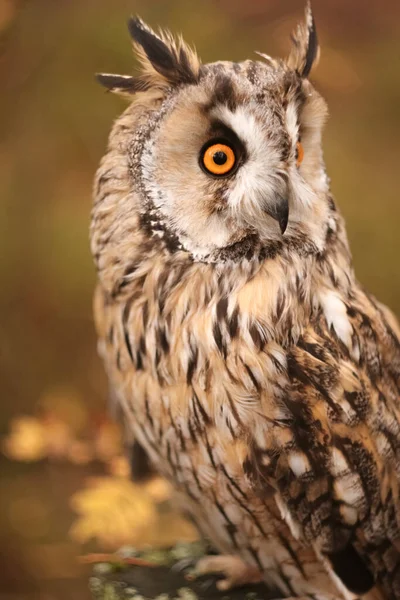 Gufo Dalle Lunghe Orecchie Nella Foresta Autunnale Asio Otus — Foto Stock