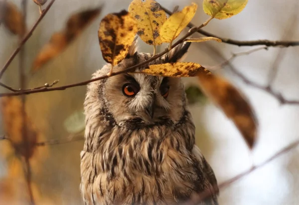 秋の森の中の長耳フクロウ Asio Hotus — ストック写真