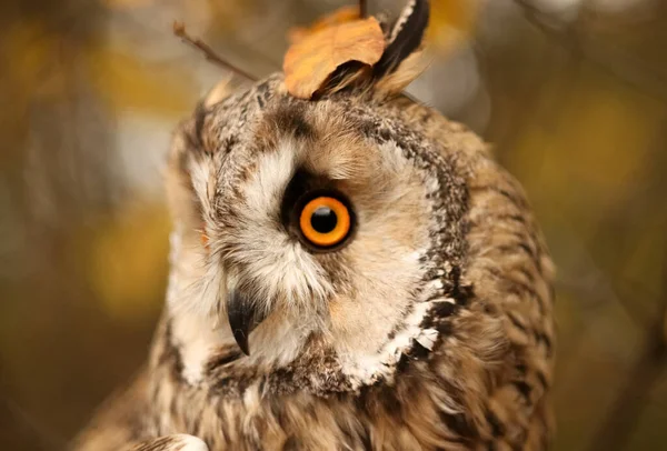 Long Eared Owl Autumn Forest Asio Otus — Stock Photo, Image