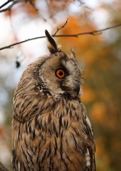 Langohr Eule Herbstwald Asio Otus — Stockfoto