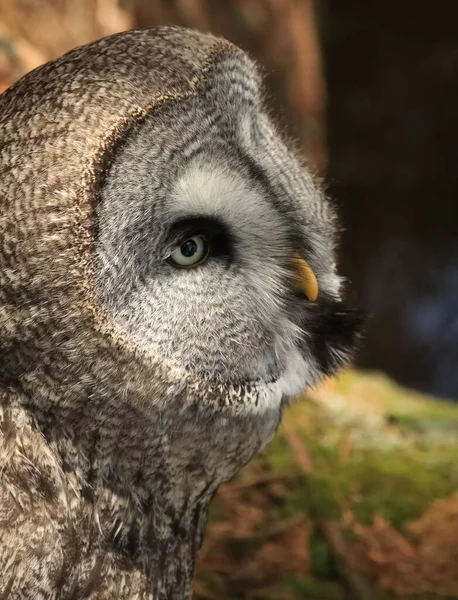 Gran Búho Gris Strix Nebulosa Bosque Verano Sol Bosque — Foto de Stock