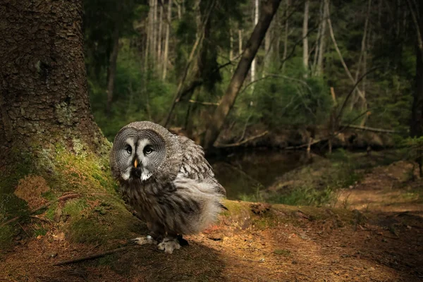 Grote Grijze Uil Strix Nebulosa Het Bos Zomer Zon Bos — Stockfoto