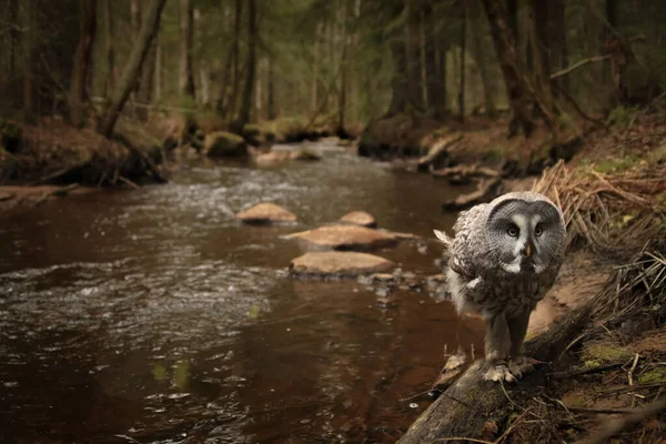 Hibou Gris Strix Nebulosa Dans Les Bois Été Soleil Forêt — Photo