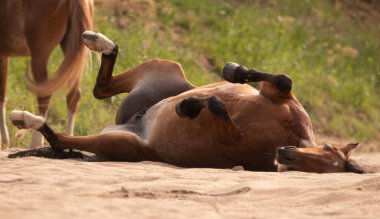 Atlar Orlov paçaları, Rus paçaları, su çayırlarında tay taşıyan ağır atlar, yaz mevsimi.