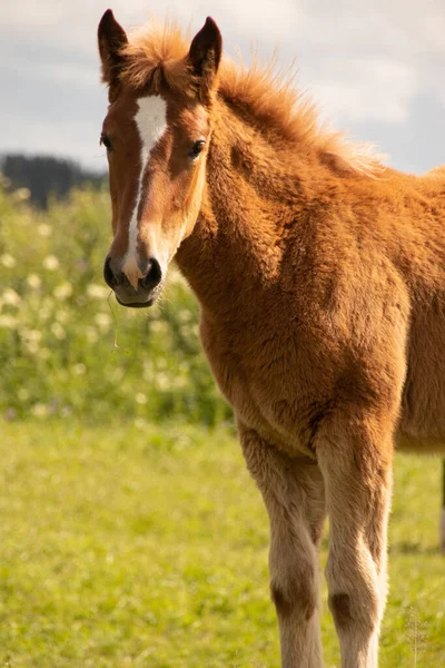 Orlov koşucuları, Rus paçaları, su çayırlarında tay taşıyan ağır atlar, yaz mevsimi; şirin taylar.