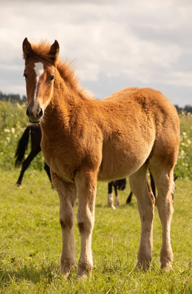 Atlar Orlov paçaları, Rus paçaları, su çayırlarında tay taşıyan ağır atlar, yaz mevsimi; sevimli tapılası bir tay.