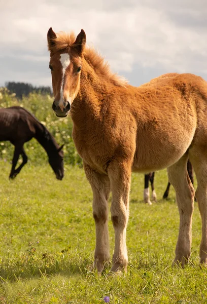 Orlov koşucuları, Rus paçaları, su çayırlarında tay taşıyan ağır atlar, yaz mevsimi; şirin taylar.