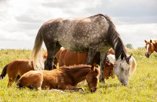 Cavalos Trotes Orlov Trotros Russos Cavalos Pesados Com Potros Nos — Fotografia de Stock