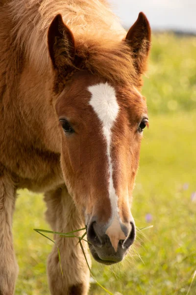 Atlar Orlov paçaları, Rus paçaları, su çayırlarında tay taşıyan ağır atlar, yaz mevsimi; sevimli tapılası bir tay.
