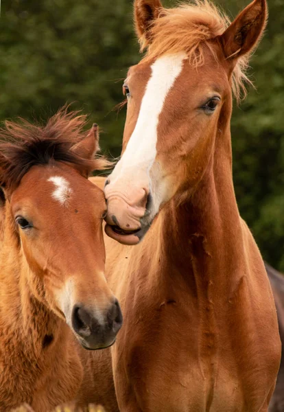 Paarden Orlov Trotters Russische Trotters Zware Paarden Met Veulens Waterweiden — Stockfoto