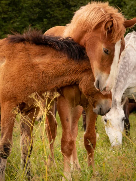 Paarden Orlov Trotters Russische Trotters Zware Paarden Met Veulens Waterweiden — Stockfoto