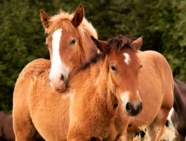 Cavalos Trotinette Orlov Trotinette Russian Cavalos Pesados Com Potros Nos — Fotografia de Stock