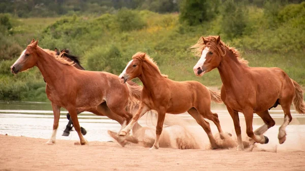 Konie Orlov Trotters Rosyjskie Trotters Ciężkie Konie Źrebiętami Łąkach Wodnych — Zdjęcie stockowe