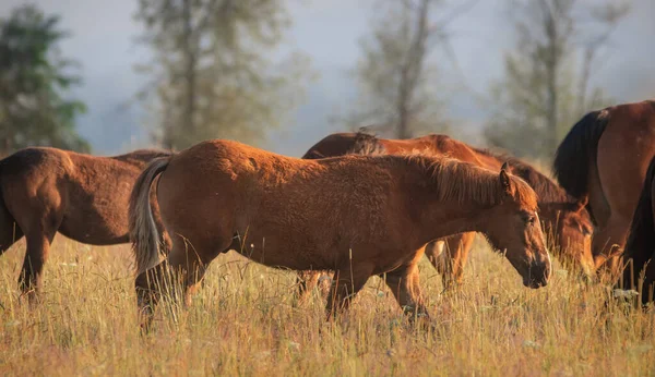 Konie Orłow Kłusownicy Rosyjskie Kłusowniki Ciężkie Konie Źrebiętami Łąkach Wodnych — Zdjęcie stockowe