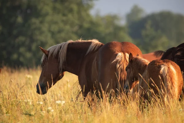 Paarden Orlov Trotters Russische Trotters Zware Paarden Met Veulens Waterweiden — Stockfoto