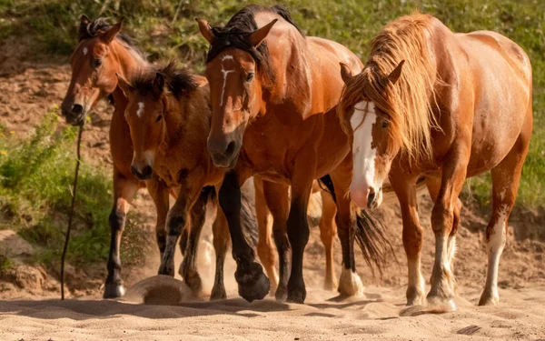 Cavalos Orlov Trotters Trotters Russos Cavalos Pesados Com Potros Nos — Fotografia de Stock