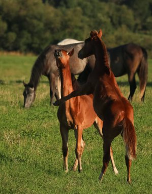 Atlar Orlov paçaları, Rus paçaları, su çayırlarında tay taşıyan ağır atlar, yaz mevsimi;