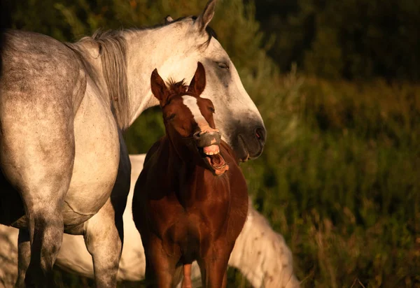 Cavalos Trotes Orlov Trotros Russos Cavalos Pesados Com Potros Nos — Fotografia de Stock