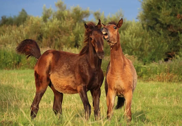 Cavalos Trotes Orlov Trotros Russos Cavalos Pesados Com Potros Nos — Fotografia de Stock