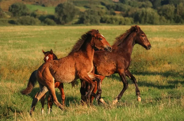 Cavalos Trotes Orlov Trotros Russos Cavalos Pesados Com Potros Nos — Fotografia de Stock