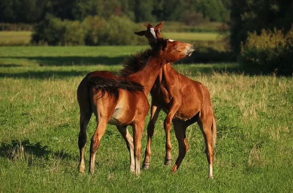 Paarden Orlov Trotters Russische Trotters Zware Paarden Met Veulens Het — Stockfoto